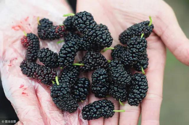 三农种植推荐：农业一带一路，果桑和菜桑前景发展趋势