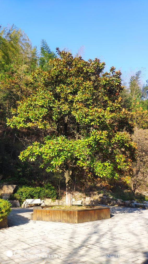 宜兴竹海十一月金色素材图片