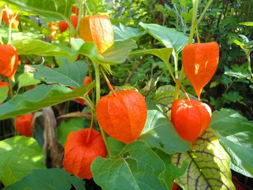 百种味道的果子,四季百种果子图片