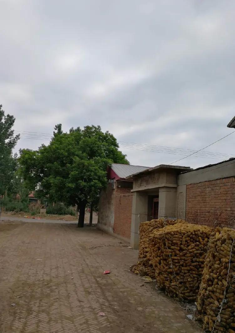 散文守望这方红色沃土,散文守望麦田