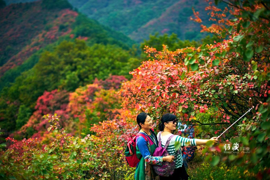 红了红了！在甘山的片片红叶中首波感受绚烂的秋天