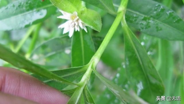茎像“空心菜”花像“莲花”，农村到处可见，却很少人知其用途
