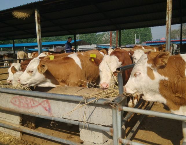 养牛赚钱吗一只羊能赚多少,养牛一年能赚多少钱