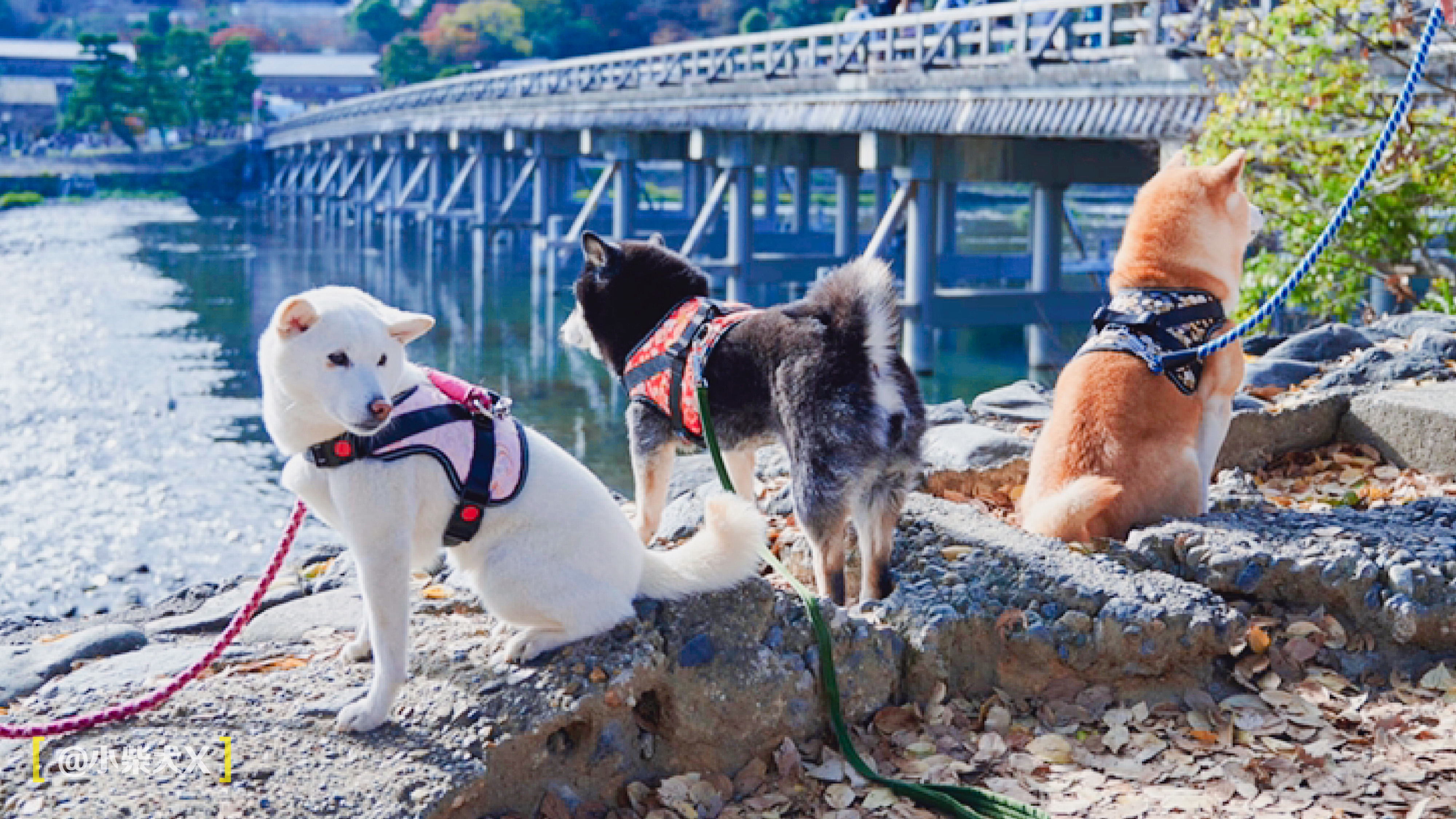 一对日本夫妇设计了最具日本传统特色的狗狗用品,太适合柴犬了