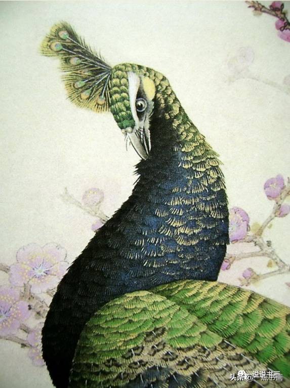 工笔国画孔雀画高清大图,工笔孔雀的画法步骤