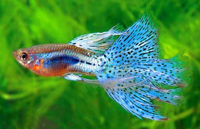 孔雀鱼爆了一点鳞,孔雀鱼爆鳞自己能恢复吗