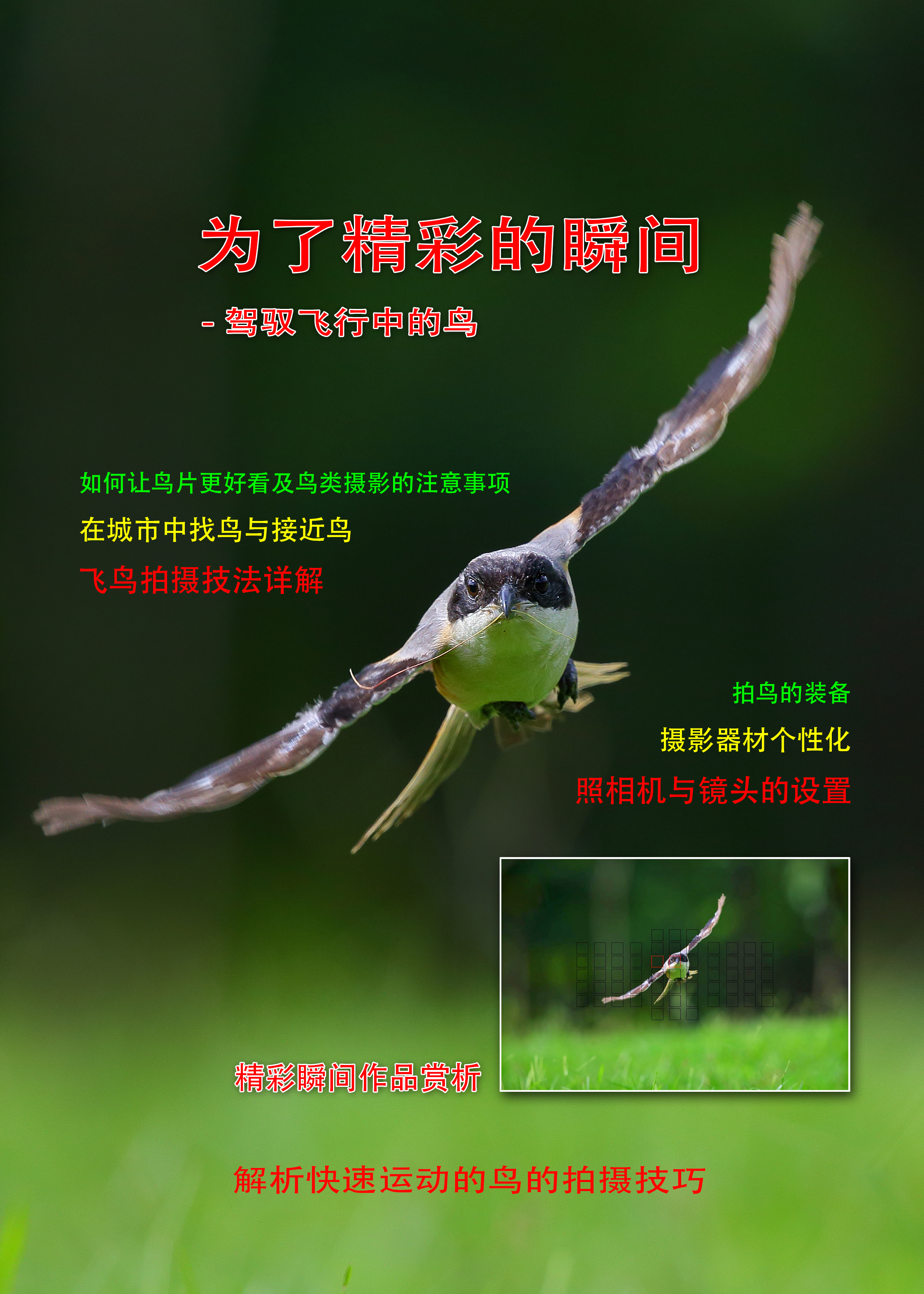 高清专业级拍鸟摄影机,顶级相机拍鸟