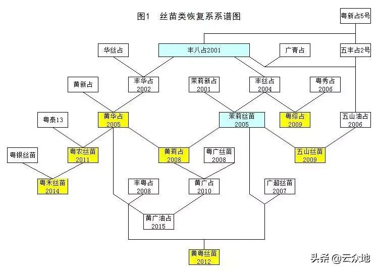 水稻种业：数据不说假话，常规稻强势回归，华占、丝苗时代已形成