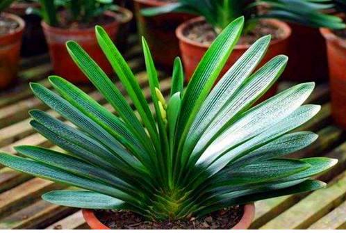 君子兰换盆土以后注意什么,君子兰换盆换土时需要注意的事项