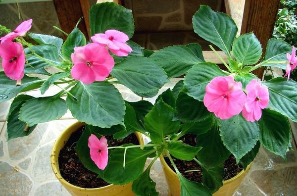 玻璃翠的管理方法,玻璃翠主要病虫害有哪些