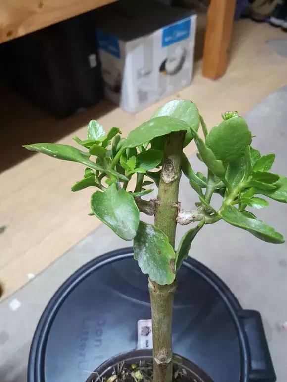 长寿花如何嫁接到不死鸟,长寿花这样嫁接花期长还不会烂根