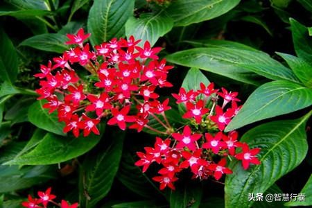 浜斿僵缂ょ悍婊″ぉ鏄熺殑鑺辫,鍚勭娓呮柊娣￠泤鐨勫皬鑺辩殑鑺辫