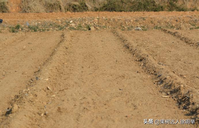 桃树种子播种繁殖的还需要嫁接吗,六月嫁接春季栽的小桃树可以吗