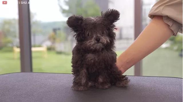 tony老师高阶换头术,90后tony老师换头术