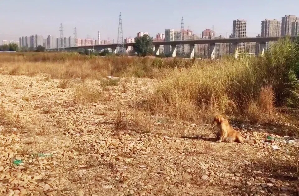 金毛大肚腹水后续,金毛腹水能活多久