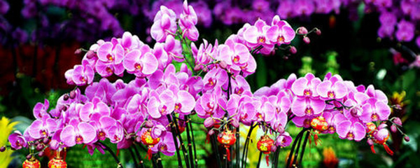 蝴蝶兰新手选花盆,水培蝴蝶兰新手入门