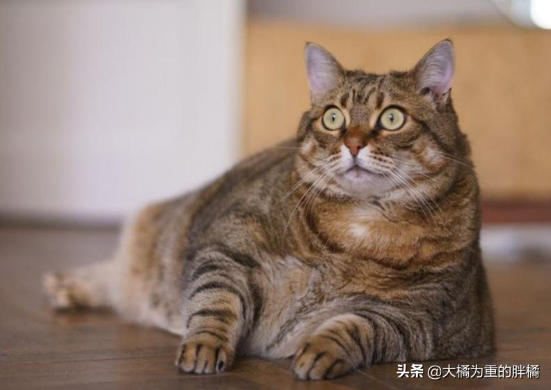 主人以为蓝猫太胖,主人嫌猫咪太掉毛把毛剃了
