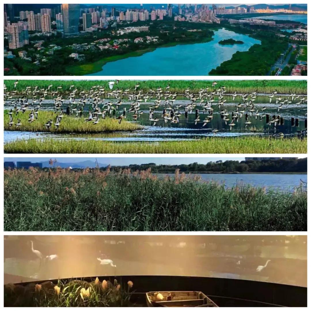 深圳必打卡地点免费,深圳年轻人必打卡地