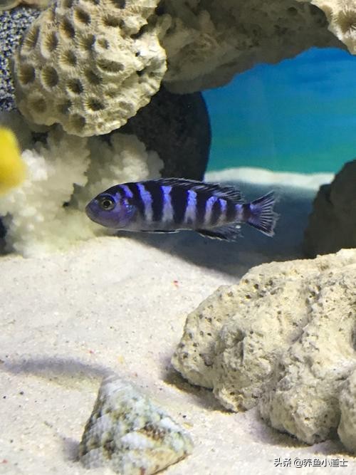 三湖慈鲷名字由来指哪三湖,三湖慈鲷可以和三湖孔雀混养吗