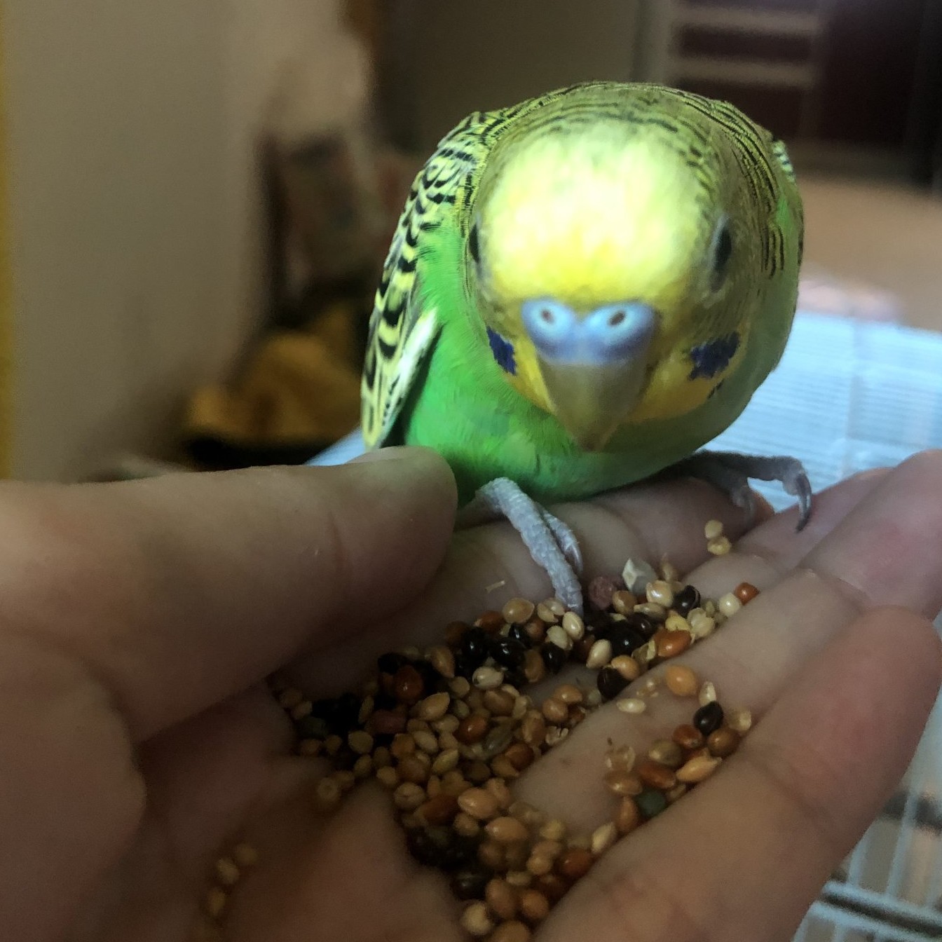 养两只虎皮鹦鹉要多少钱,养10只虎皮鹦鹉要用多少钱一个月