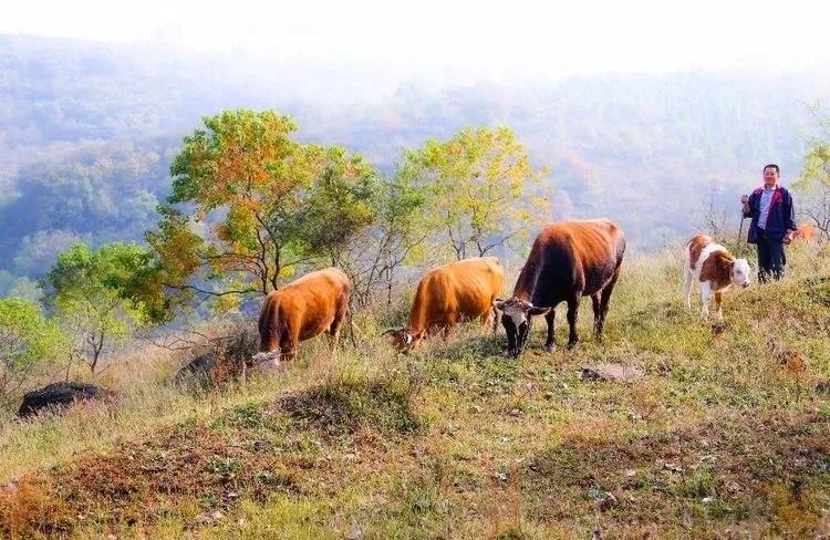 盱眙铁山寺:飘渺林雾入画境