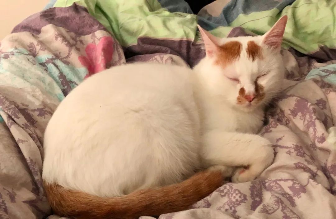 饲养猫狗对小孩肥胖有关系吗,肥胖猫狗选粮攻略