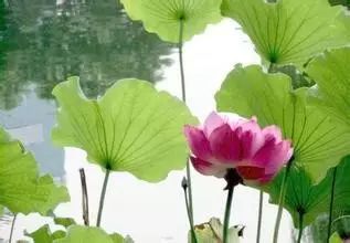 在水一方植物园,在水一方花卉