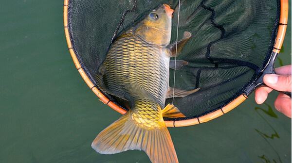 为什么钓鲤鱼跑铅一直没有口,钓鲤鱼老是跑鱼是不是抬竿过早