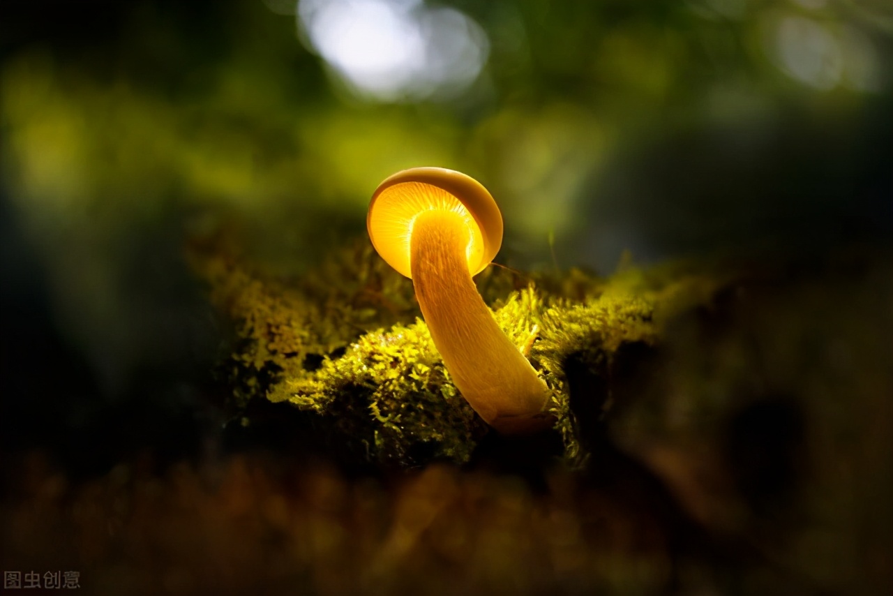 王小波的黄金时代中的经典句子,王小波的黄金时代经典句子