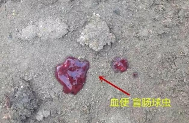 球虫治疗特效药,球虫防治有绝招