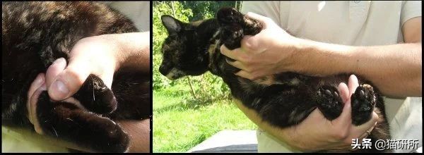 应该如何引导猫咪进航空箱,怎样让猫咪不害怕主人