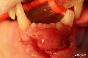 猫咪的牙齿断了一截有红点,猫咪牙齿断了一截怎么办