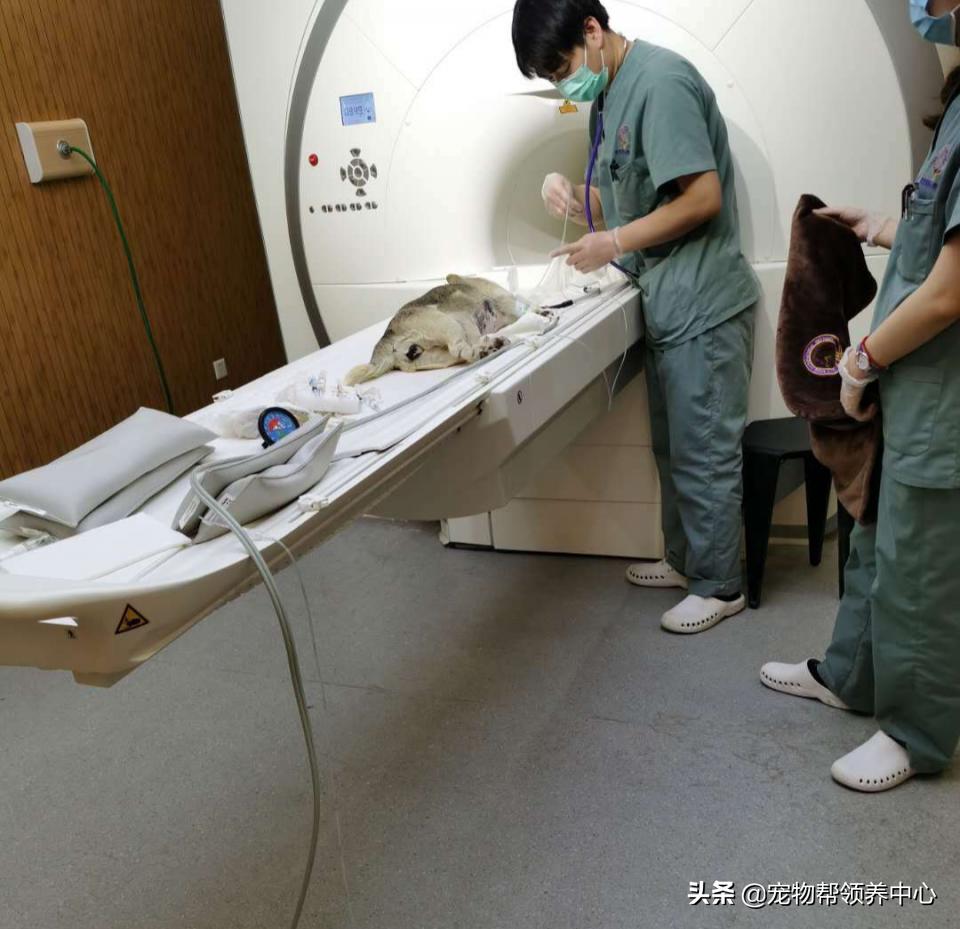 除夕，身上恶臭的萨摩耶在家门口流浪：为什么要抛弃我？