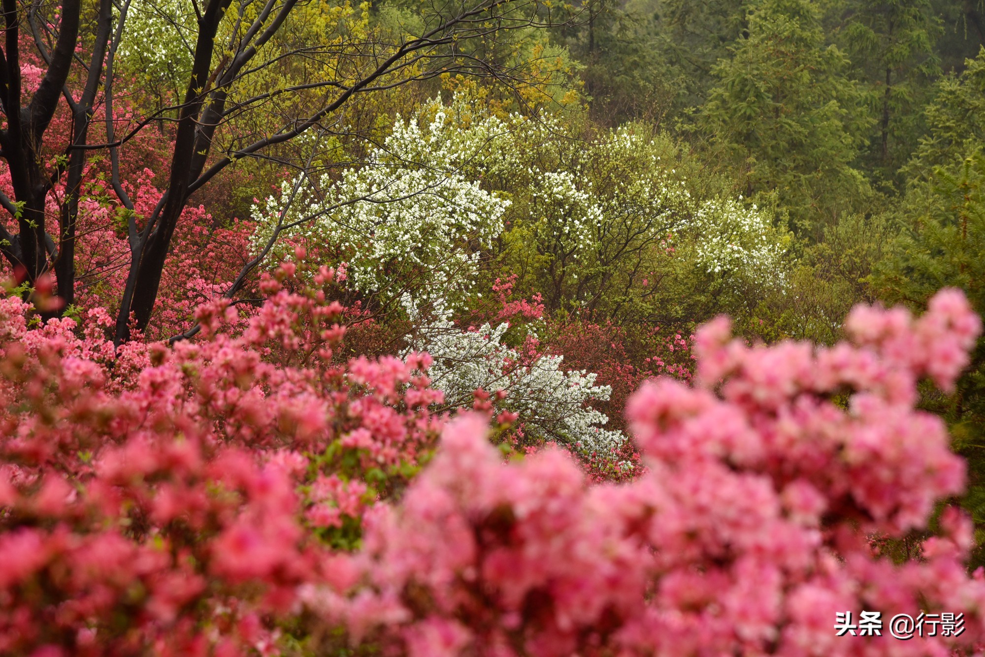 武汉云雾山风景区有什么好玩的,武汉云雾山游玩攻略
