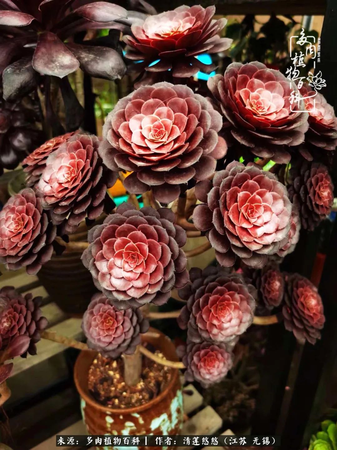 可爱多肉的露脸照,多肉大合照视频