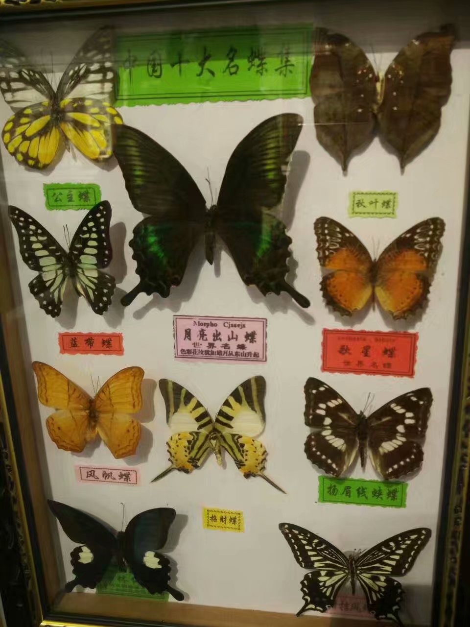 云南贵州之旅,云南蝴蝶泉之游