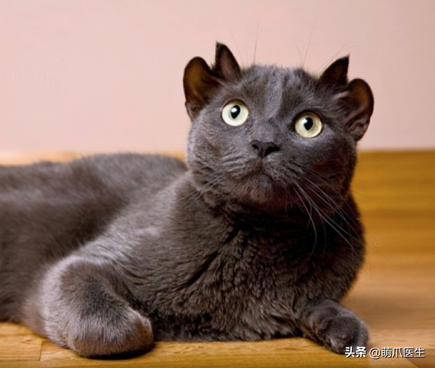 给猫剪指甲指甲劈开了有没有事了,给猫猫剪指甲失误