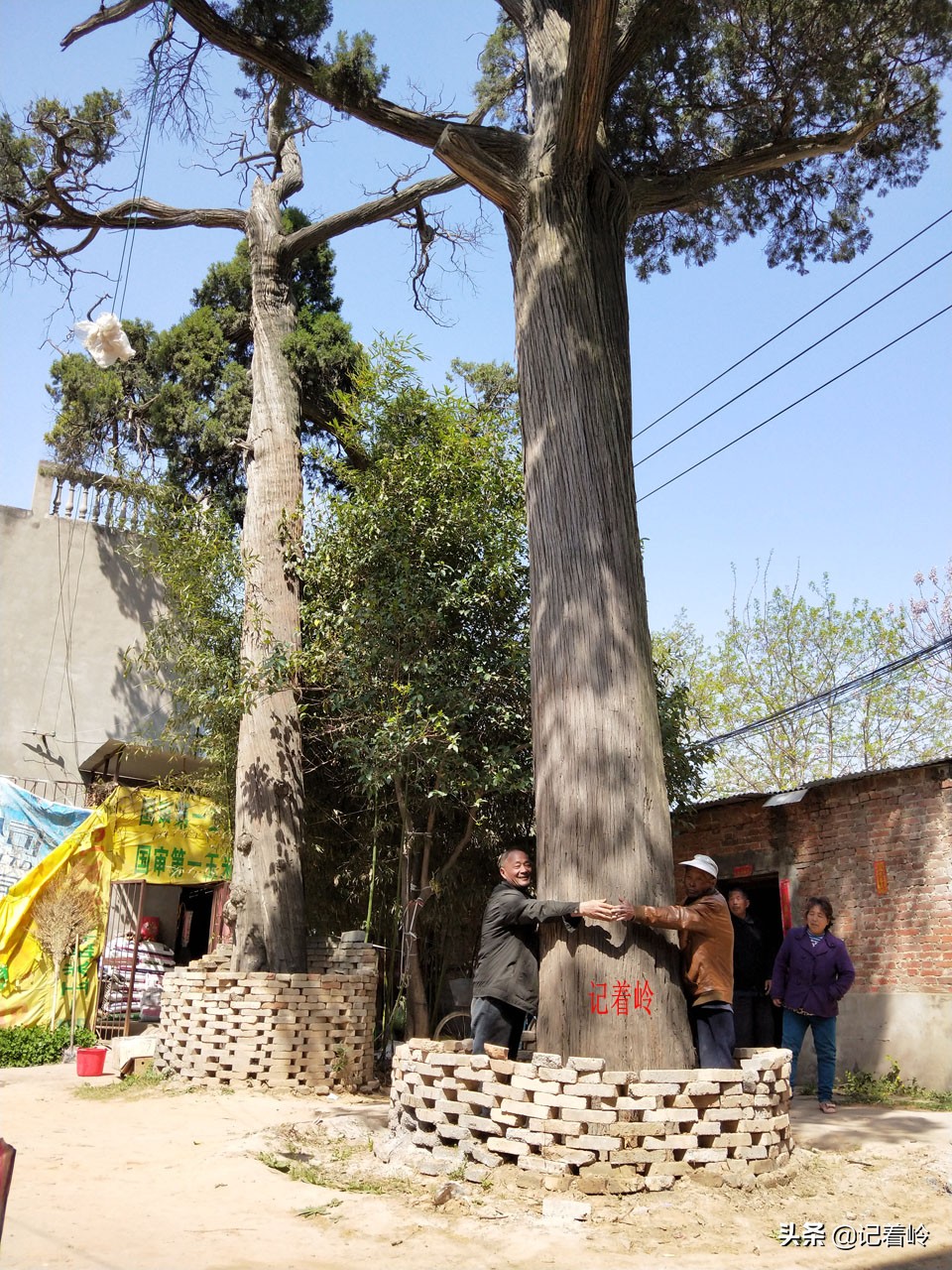 建安区一破庙中，两棵古柏相伴相生两千年，堪称模范夫妻