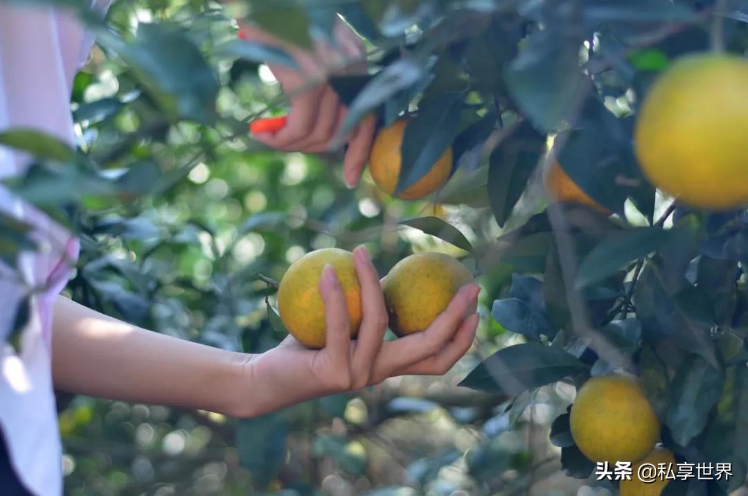 现在哪里的橙子最好吃,全国哪些地方的橙子好吃水分多