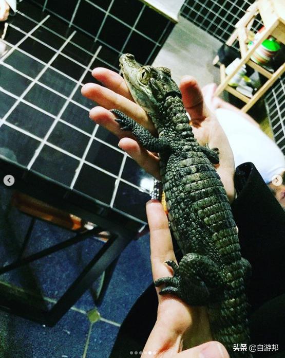 台北「猎奇动物」咖啡厅推荐！陪你度过放松时刻