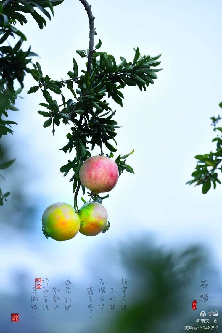 石榴一般几月份熟,石榴怎么判断熟了