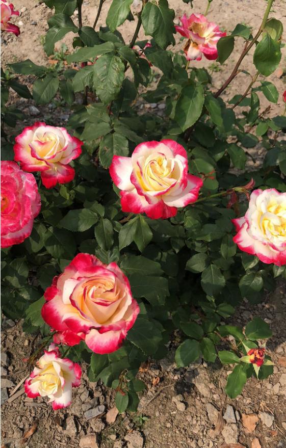 惠惠的红丝绒月季,惠惠月季