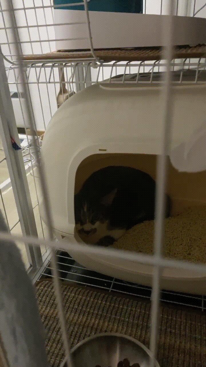 突然养猫了很焦虑,自从接了一只猫回家