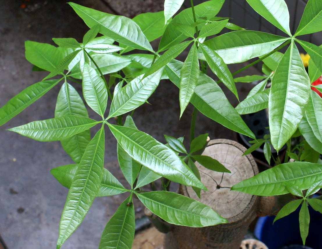 发财树应该怎么管理才不会死,发财树快死的表现