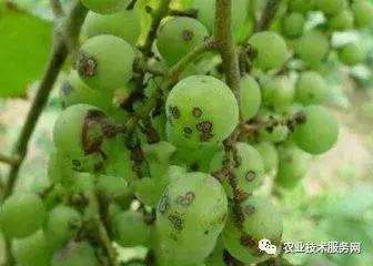 葡萄花前主要病害,葡萄病害图片大全大图
