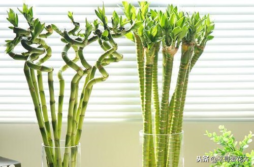 养转运竹的技巧,转运竹叶子发黄怎么养