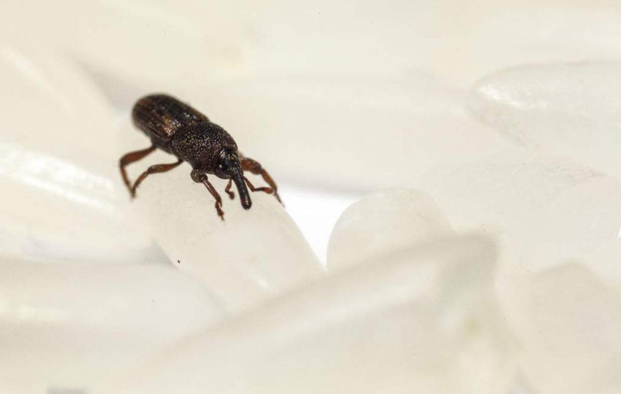 大米出现几个小幼虫怎么处理,大米里面的小黑虫幼虫是什么样的