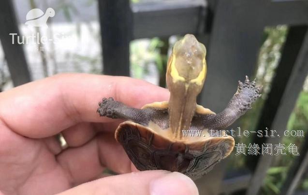 黄缘闭壳龟药源性肝病出现拒食的治疗方法及病因「龟谷鳖老」