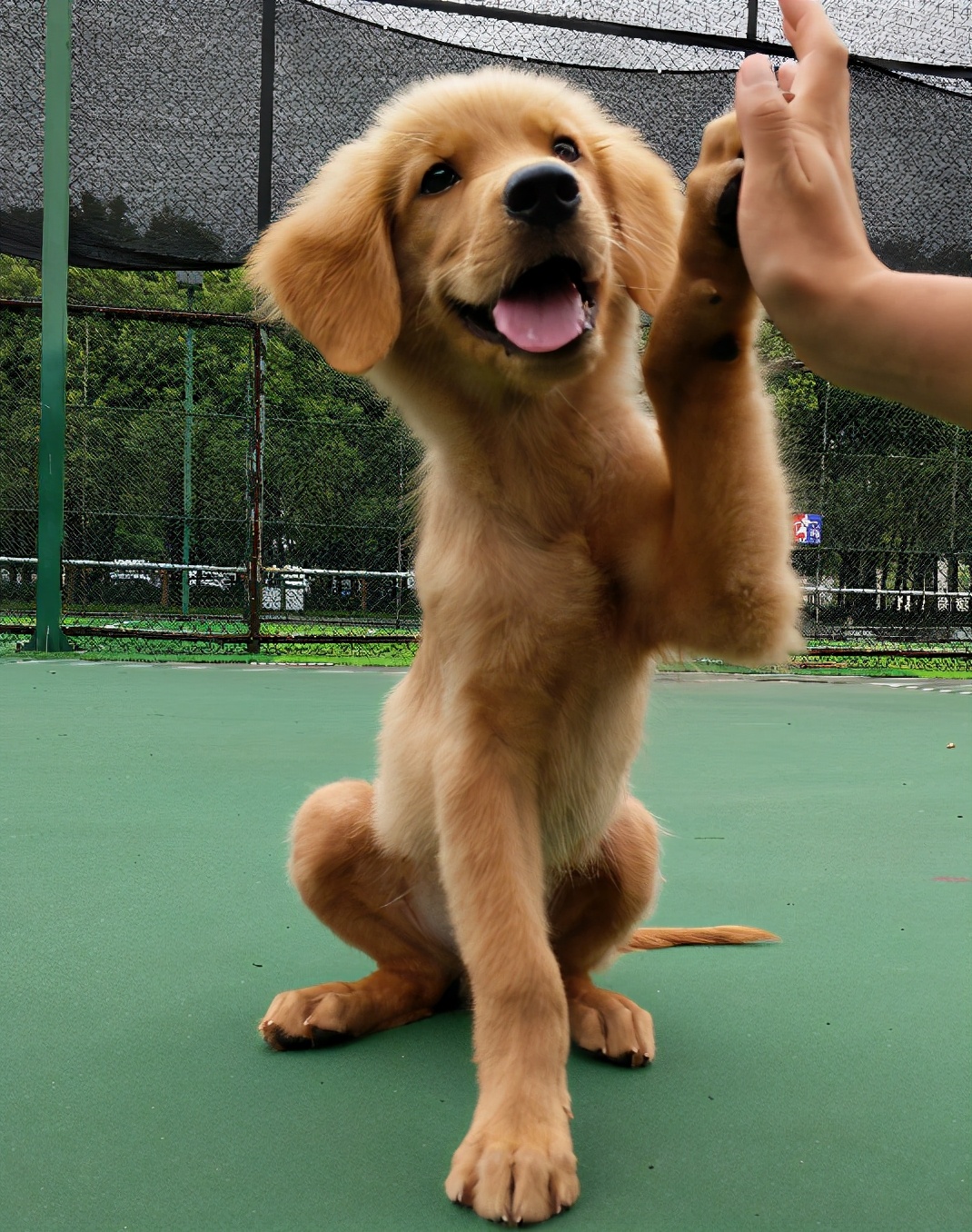 金毛瘦吃不胖怎么回事,金毛一直很瘦怎么办