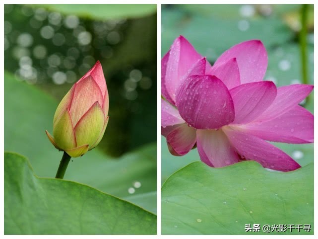 这10个荷花摄影技巧各个好用,摄影爱好者分享荷花拍摄小技巧